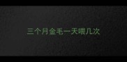 三个月金毛一天喂几次