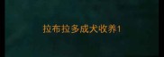 拉布拉多成犬收养