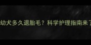 泰迪幼犬多久退胎毛科学护理指南来了