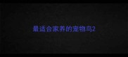 最适合家养的宠物鸟