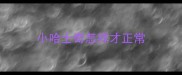 小哈士奇怎样才正常