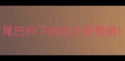 尾巴向下的哈士奇是狼
