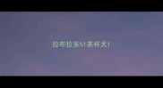 拉布拉多1茶杯犬