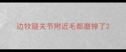边牧腿关节附近毛都磨掉了