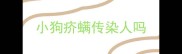 小狗疥螨传染人吗