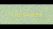 边牧能做伴侣犬吗