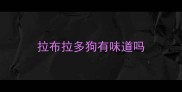 拉布拉多狗有味道吗