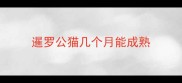 暹罗公猫几个月能成熟
