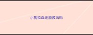 小狗拉血还能救活吗