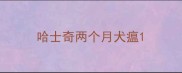 哈士奇两个月犬瘟