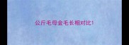 公斤毛母金毛长相对比