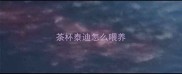 茶杯泰迪怎么喂养