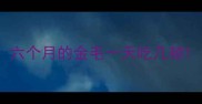 六个月的金毛一天吃几顿