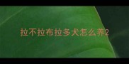 拉不拉布拉多犬怎么养