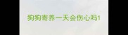 狗狗寄养一天会伤心吗