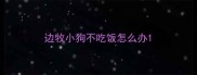 边牧小狗不吃饭怎么办