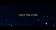 边牧可以保护羊吗