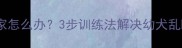 拉布拉多拆家怎么办3步训练法解决幼犬乱咬乱拉问题