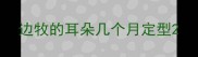 边牧的耳朵几个月定型