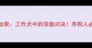 边牧VS高加索工作犬中的双雄对决养狗人必看选狗指南