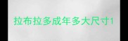 拉布拉多成年多大尺寸