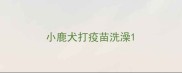 小鹿犬打疫苗洗澡