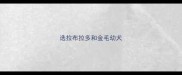 选拉布拉多和金毛幼犬