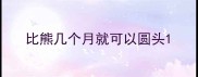 比熊几个月就可以圆头