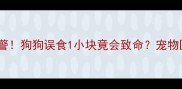 巧克力中毒预警狗狗误食1小块竟会致命宠物医生紧急支招