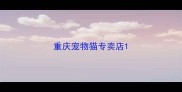 重庆宠物猫专卖店