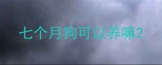 七个月狗可以养嘛