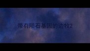 带有陨石基因的边牧