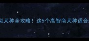 拉布拉多相似犬种全攻略这5个高智商犬种适合新手养狗人