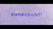 泰迪狗肠炎怎么治疗