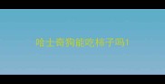 哈士奇狗能吃柿子吗