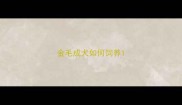 金毛成犬如何饲养