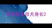 拉布拉多母犬身长