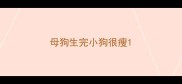 母狗生完小狗很瘦