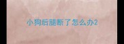 小狗后腿断了怎么办