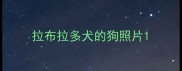 拉布拉多犬的狗照片