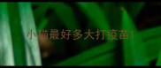 小猫最好多大打疫苗