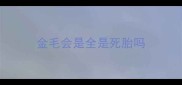 金毛会是全是死胎吗