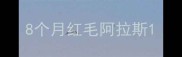 8个月红毛阿拉斯