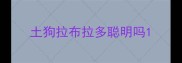 土狗拉布拉多聪明吗