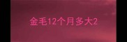 金毛12个月多大
