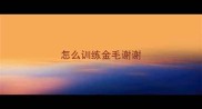 怎么训练金毛谢谢