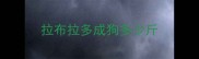 拉布拉多成狗多少斤