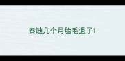 泰迪几个月胎毛退了