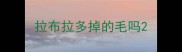 拉布拉多掉的毛吗