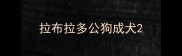 拉布拉多公狗成犬